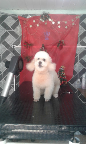 Huellitas Estetica Canina - Peluquería