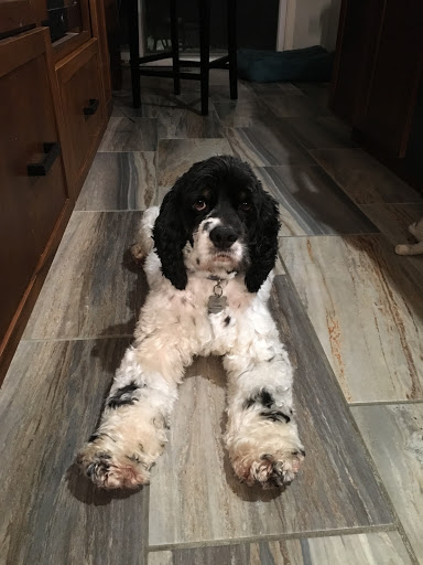 Pet Supply Store «Pet Supplies Plus», reviews and photos, 9630 Transit Rd Suite 400, East Amherst, NY 14051, USA