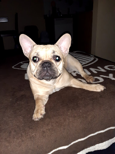 Dr. Kraemer Vet4Bulldog image