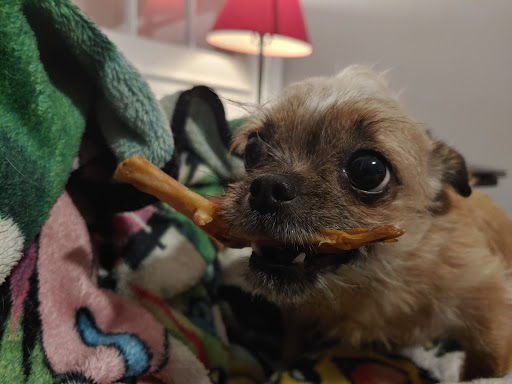 Pet Supply Store «Petco Animal Supplies», reviews and photos, 190 Quality Dr, Hooksett, NH 03106, USA