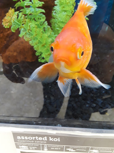 Pet Supply Store «Petco Animal Supplies», reviews and photos, 6067 Greenback Ln, Citrus Heights, CA 95621, USA