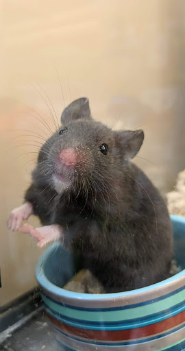 Pet Supply Store «Petco Animal Supplies», reviews and photos, 160 Sayebrook Pkwy, Myrtle Beach, SC 29588, USA