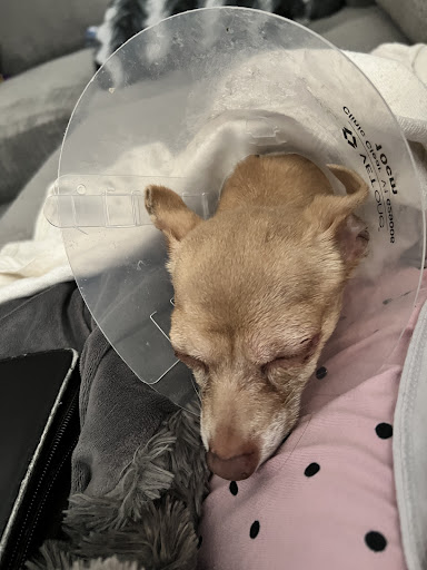 Vetco Total Care Animal Hospital image