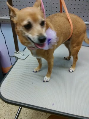 Pet Connection - photo 4
