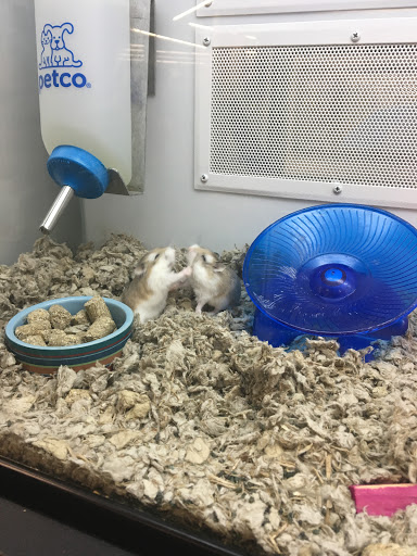 Pet Supply Store «Petco Animal Supplies», reviews and photos, 10 Waterfront Pl, Port Chester, NY 10573, USA