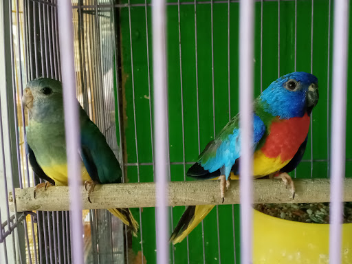 Pet Store «Inez Pet Shop», reviews and photos, 3825 Whittier Blvd, Los Angeles, CA 90023, USA