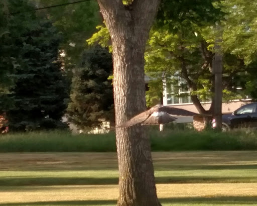 Public Golf Course «Wellshire Golf Course», reviews and photos, 3333 S Colorado Blvd, Denver, CO 80222, USA