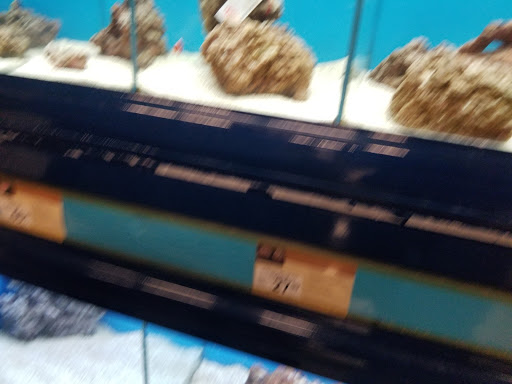 Pet Supply Store «Petco Animal Supplies», reviews and photos, 317 E Trenton Rd, Edinburg, TX 78539, USA