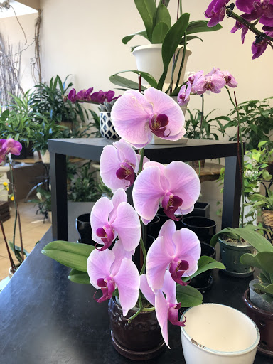 Florist «Englewood Florist, Inc.», reviews and photos, 47 E Palisade Ave, Englewood, NJ 07631, USA