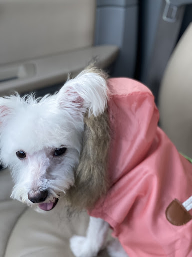 Pet Store «Oak Clips Pet Boutique & Grooming», reviews and photos, 502 N Edgefield Ave, Dallas, TX 75208, USA