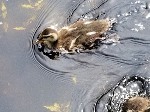 Nature Preserve «Tacoma Nature Center», reviews and photos, 1919 S Tyler St, Tacoma, WA 98405, USA
