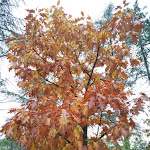 Photo n°9 de l'avis de Luciano.o fait le 01/11/2018 à 20:53 sur le  Gropparello Castle à Gropparello