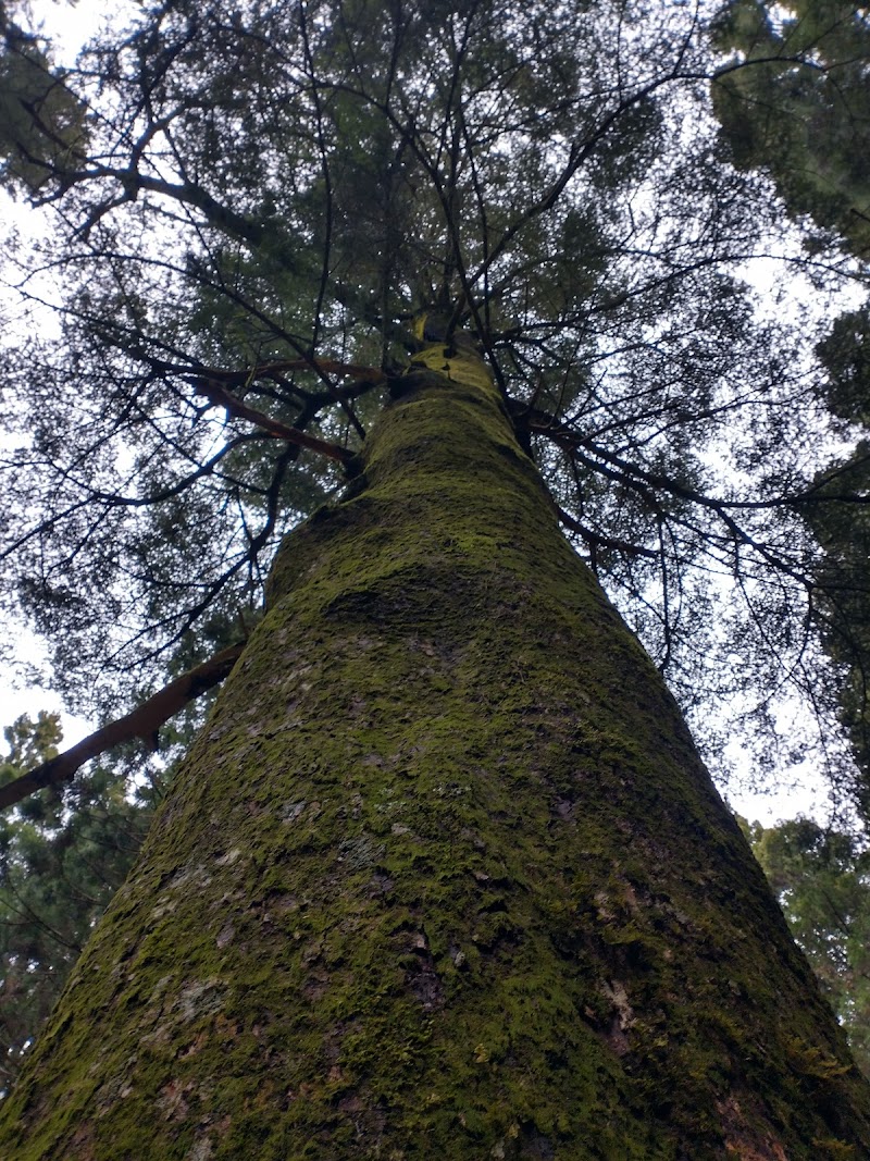 大平のモミの木