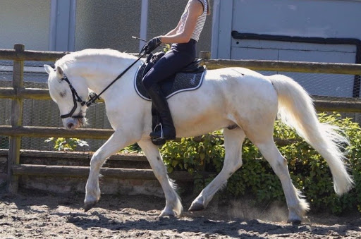 Dulwich Riding School