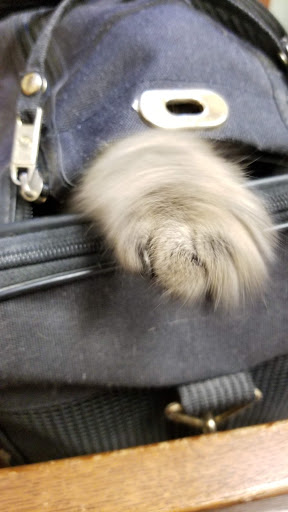 Animal Shelter «Humane Society of Ocean City», reviews and photos, 1 Shelter Rd, Ocean City, NJ 08226, USA