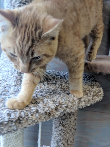 Pet Supply Store «Healthy Pet», reviews and photos, 16140 Boones Ferry Rd, Lake Oswego, OR 97035, USA