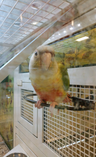Pet Supply Store «PetSmart», reviews and photos, 2840 W Chandler Blvd, Chandler, AZ 85224, USA