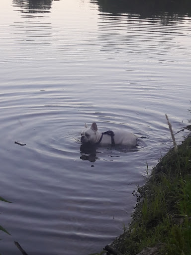 Nature Preserve «Arthur L. Janura Forest Preserve», reviews and photos, IL-58, Elgin, IL 60120, USA