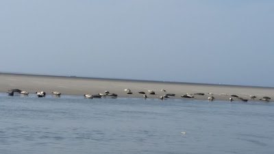 Denis Bouttens à Berck