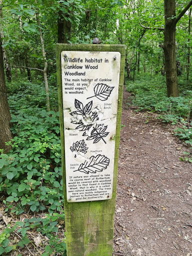 Canklow Woods