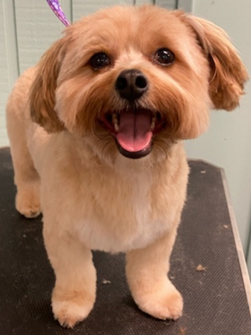 Pet Store «Pets Marketplace», reviews and photos, 2110 Paces Ferry Rd SE, Smyrna, GA 30080, USA