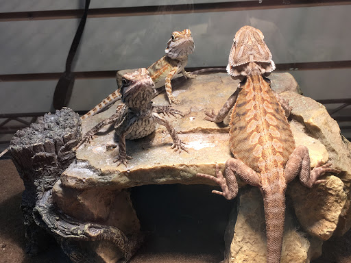 Pet Store «Petfection Exotic Pet Specialist», reviews and photos, 2989 PA-611 Suite 102, Tannersville, PA 18372, USA
