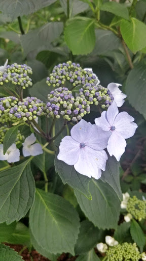 Park «EVERGREEN PARK», reviews and photos, 2615 NW 194th Terrace, Hillsboro, OR 97124, USA