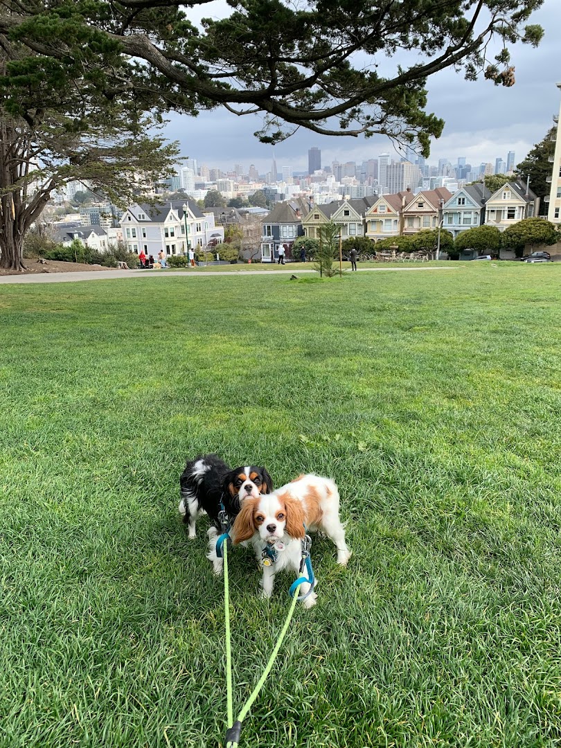 Dog Play Area | Alamo Square