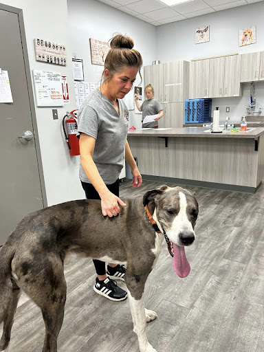 Ugly Dog Daycare & Training