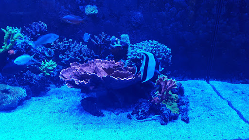 Tropical Fish Store «Kona Reef AZ - Pet Kona», reviews and photos, 10855 N 116th St #101, Scottsdale, AZ 85259, USA