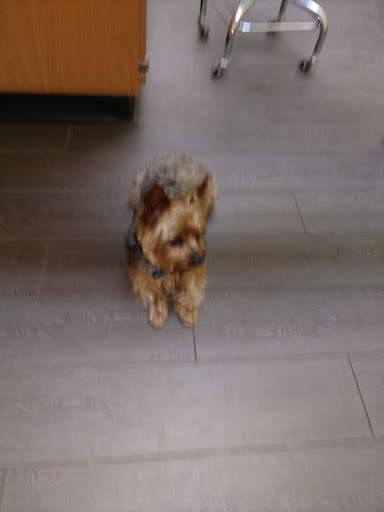 Pet Supply Store «PetSmart», reviews and photos, 198 Promenade Blvd, Flowood, MS 39232, USA