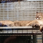 Photo n° 2 de l'avis de Ritz.a fait le 03/01/2024 à 18:45 pour ZooParc de Beauval à Saint-Aignan