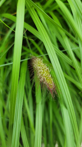 Supermarket «Price Chopper», reviews and photos, 1220 Storrs Rd, Storrs, CT 06269, USA