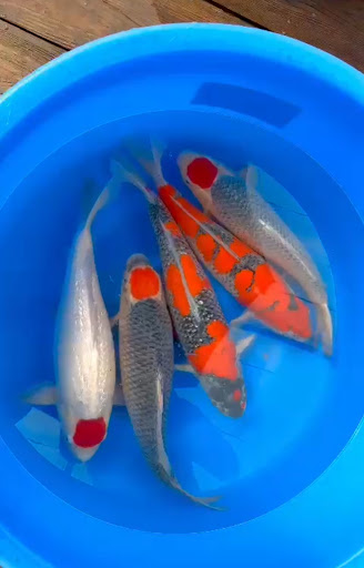 Cali Koi image