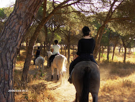 Pinetrees Riding Centre