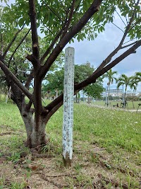 五人番のアコウ