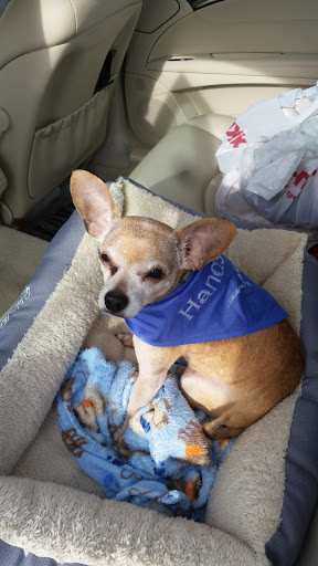 Pet Supply Store «PetSmart», reviews and photos, 920 Groveland Ln, Lincoln, CA 95648, USA