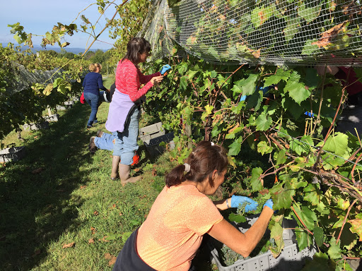 Winery «Walpole Mountain View Winery», reviews and photos, 114 Barnett Hill Rd, Walpole, NH 03608, USA