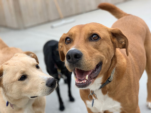 Bark Bark Club Chicago