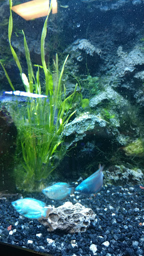 Tropical Fish Store «Seascape Aquatics», reviews and photos, 5038 Academy Blvd N, Colorado Springs, CO 80918, USA