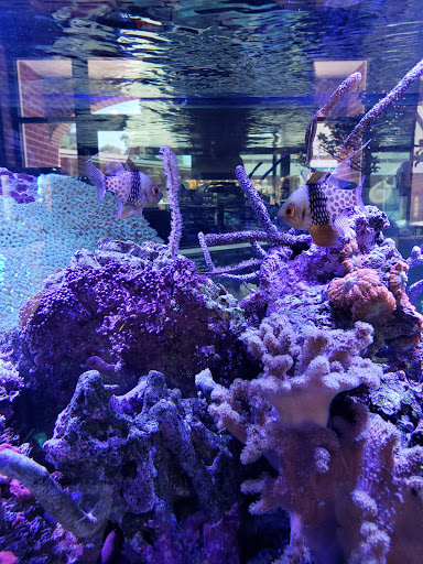 Tropical Fish Store «Life Aquatic», reviews and photos, 9 South Ave, New Canaan, CT 06840, USA