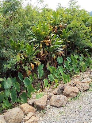 Maui Dragon Fruit Farm - photo 34