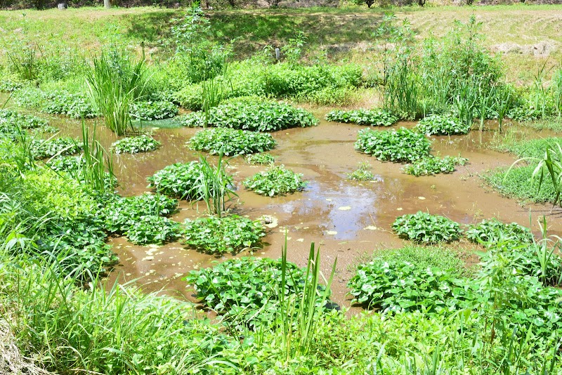 湿地池 (平成の森)