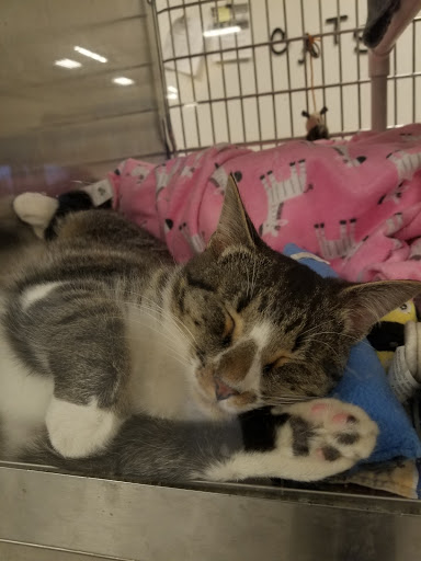 Pet Supply Store «PetSmart», reviews and photos, 7616 Denton Hwy #532, Watauga, TX 76148, USA