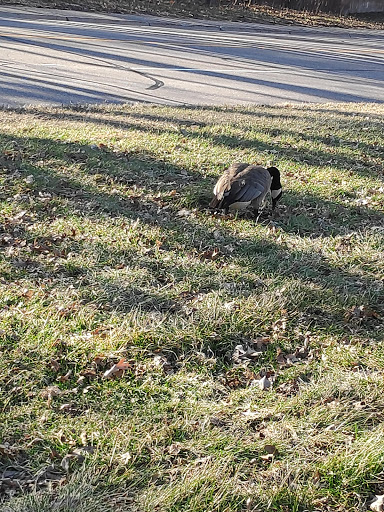 Park «French Regional Park», reviews and photos, 12605 Rockford Rd, Plymouth, MN 55441, USA
