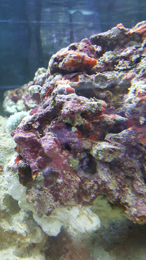 Aquarium Shop «Exotic Aquariums», reviews and photos, 7399 Bird Rd, Miami, FL 33155, USA