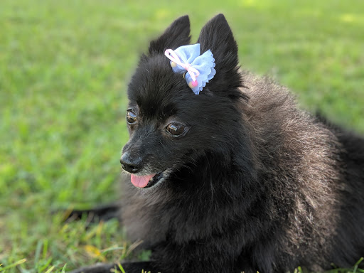 Pet Supply Store «Pet Haven», reviews and photos, 626 N Glenoaks Blvd, Burbank, CA 91502, USA