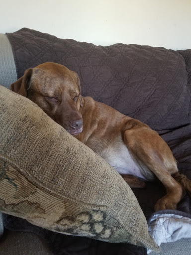 Pet Supply Store «PetSmart», reviews and photos, 42 Southgate Square, Colonial Heights, VA 23834, USA