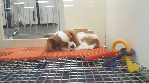 Pet Store «Petland Vineyard - San Antonio», reviews and photos, 1309 North Loop 1604 W #101, San Antonio, TX 78258, USA