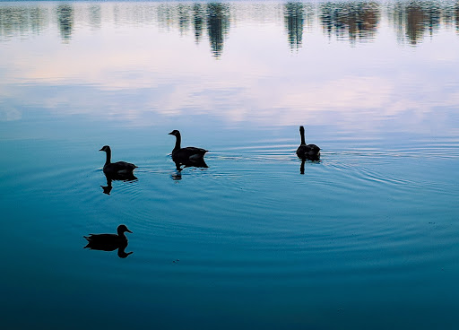 Park «Thornton A. Sullivan Park», reviews and photos, 11405 Silver Lake Rd, Everett, WA 98208, USA